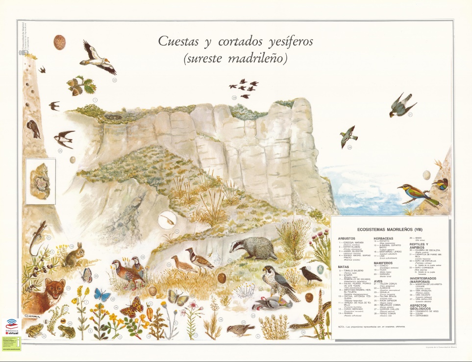 Portada de Ecosistemas madrileños Cuestas y cortados yesíferos (sureste madrileño)